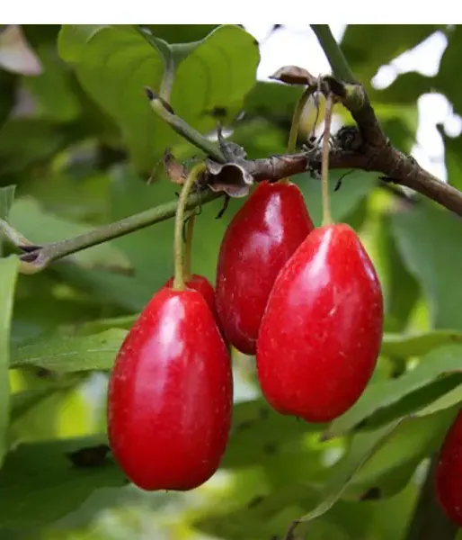 Drieň obyčajný (Cornus mas) SCHÖNBRUNNER GOURMET