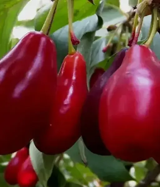 Kornelkirsche (Cornus mas) SEMEN