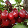 Kornelkirsche (Cornus mas) SLOWIANIN