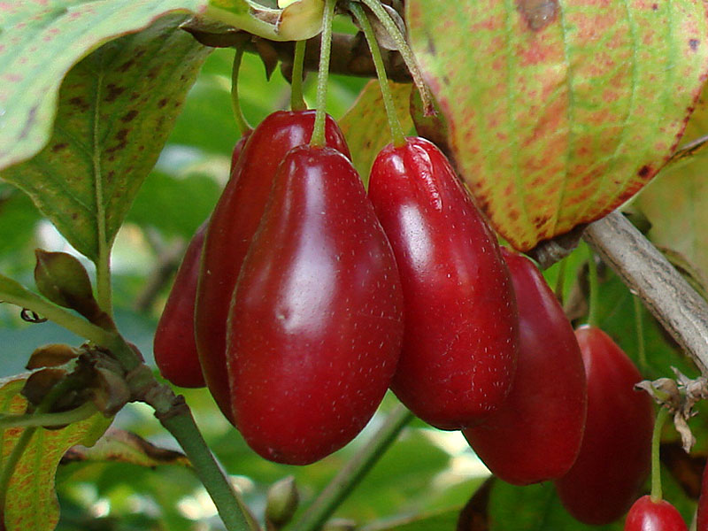 Kornelkirsche (Cornus mas) LUKJANOVSKIJ