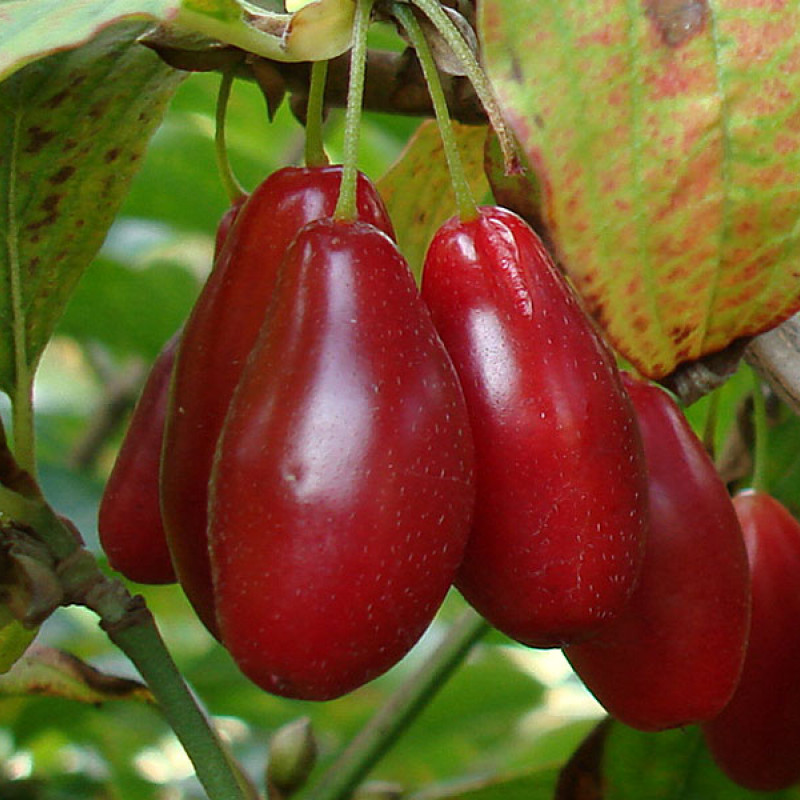 Kornelkirsche (Cornus mas) LUKJANOVSKIJ