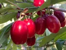 Drieň obyčajný (Cornus mas) SVIETLANA - Tutifruti SK