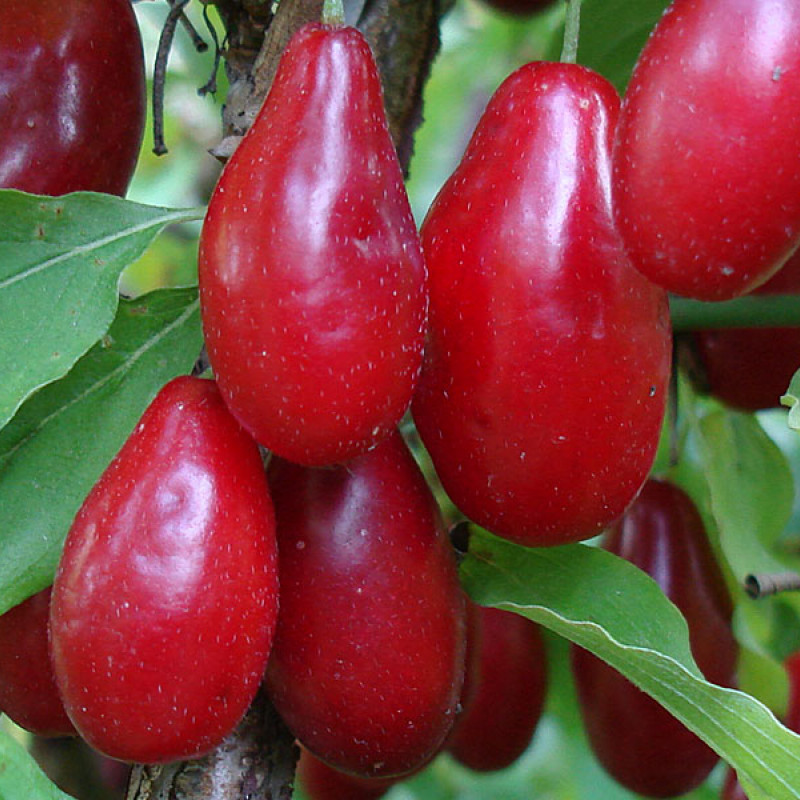 Kornelkirsche (Cornus mas) SVETLYATSCHOK