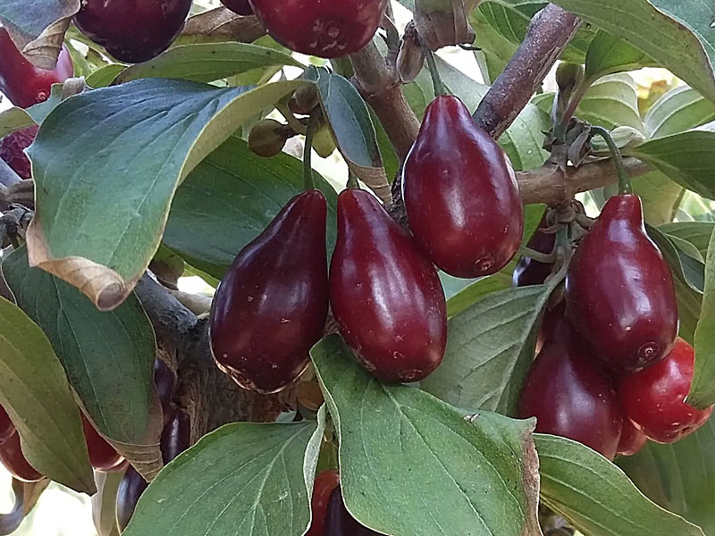 Kornelkirsche (Cornus mas) UGOLYOK