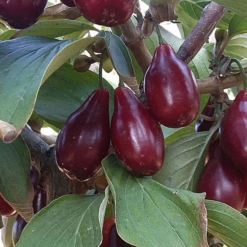 Kornelkirsche (Cornus mas) UGOLYOK