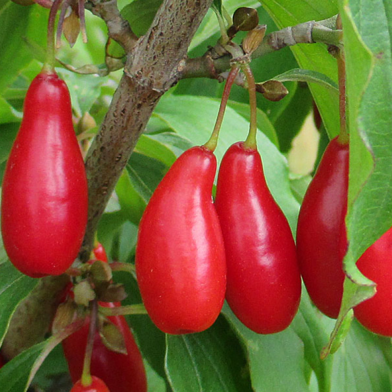 Kornelkirsche (Cornus mas) VYDUBECKIJ