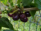 Kornelkirsche (Cornus mas) VIOLACEA - Tutifruti SK