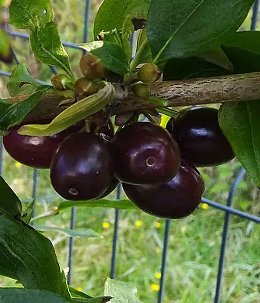 Kornelkirsche (Cornus mas) VIOLACEA
