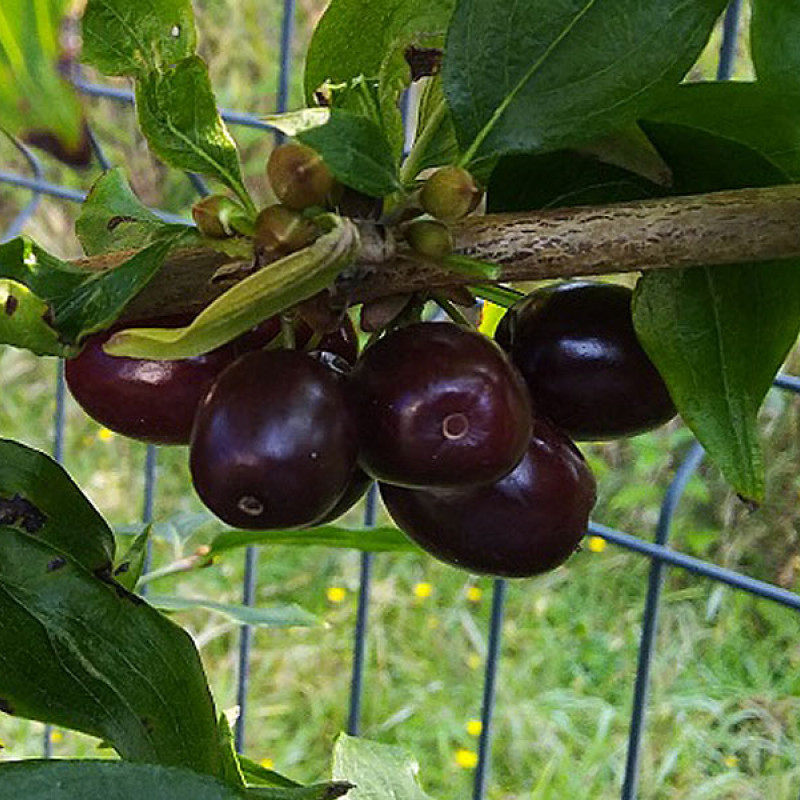 Kornelkirsche (Cornus mas) VIOLACEA