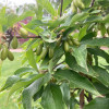 Kornelkirsche (Cornus mas) VLADIMIRSKIJ