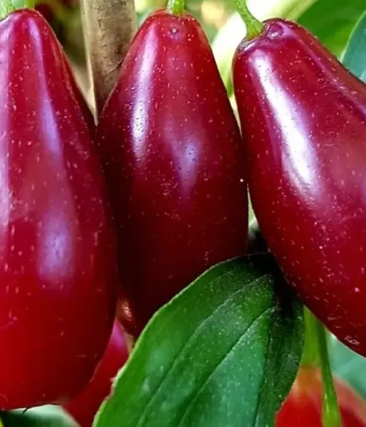 Drieň obyčajný (Cornus mas) VLADIMIRSKIJ
