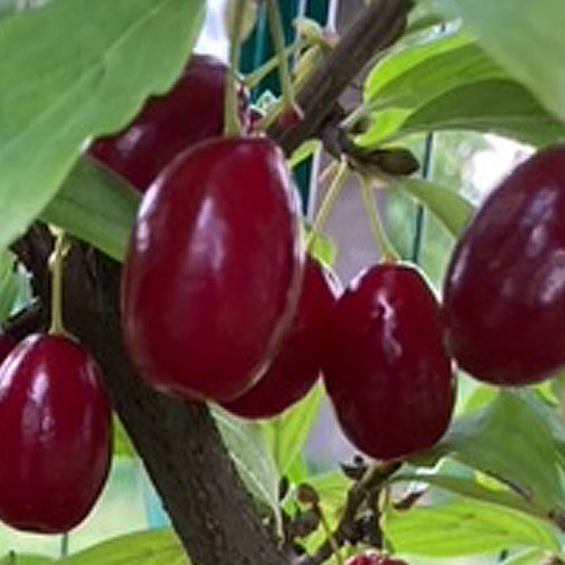 Kornelkirsche (Cornus mas) ORIGINALNYJ