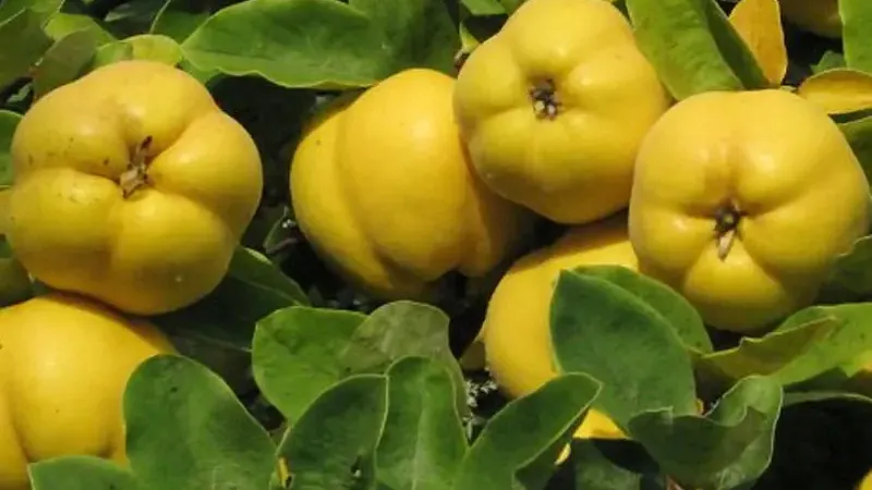 Zlaté poklady z Rumunska: Predstavujeme duly 'Moldovenesti', 'Aromate' a 'Auriu'