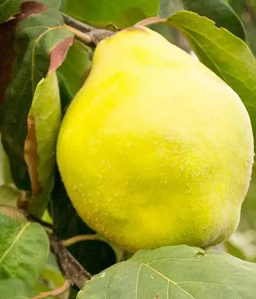 Dula (Cydonia oblonga) VRANJA - Tutifruti SK