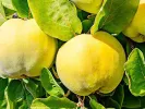 Dula (Cydonia oblonga) LESKOVAC - Tutifruti SK