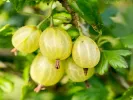 Gooseberry (Grossularia uva-crispa) HINNONMAKI GELB - Tutifruti SK