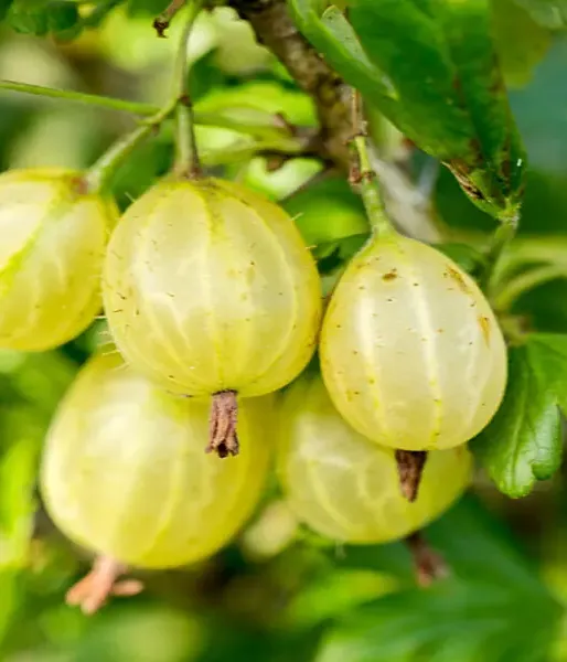 Gooseberry (Grossularia uva-crispa) HINNONMAKI GELB