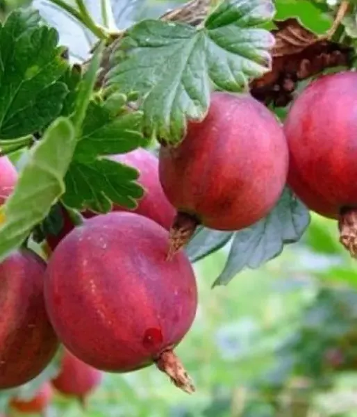 Stachelbeere (Ribes uva-crispa) TUKUMA KONFEKŠU