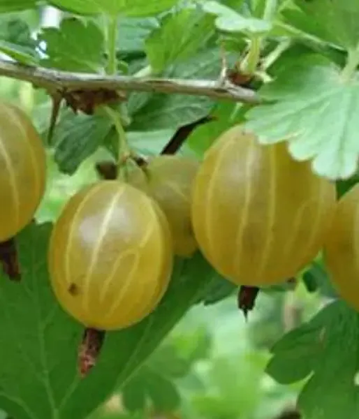 Stachelbeere (Ribes uva-crispa) KURŠU DZINTARS