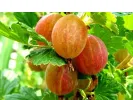 Gooseberry (Grossularia uva-crispa) RODNIK - Tutifruti SK