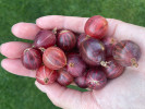 Stachelbeere (Grossularia uva-crispa) HINNONMAKI RED (baum)