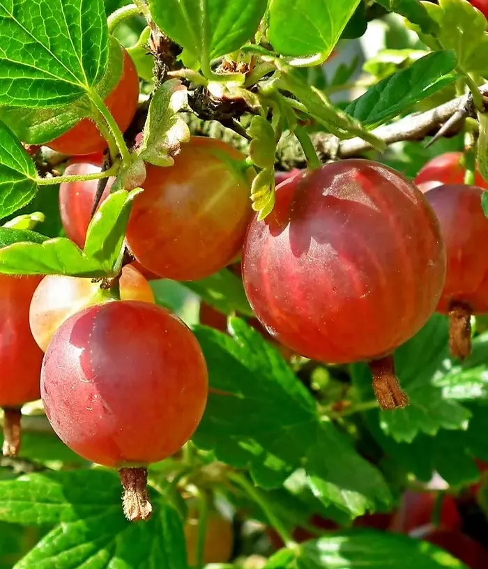 Stachelbeere (Ribes uva-crispa) Hinsel - Tutifruti, s.r.o.