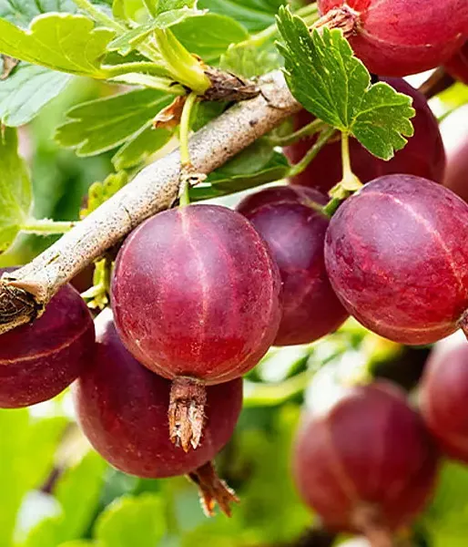 Gooseberry (Grossularia uva-crispa) KAMENIAR