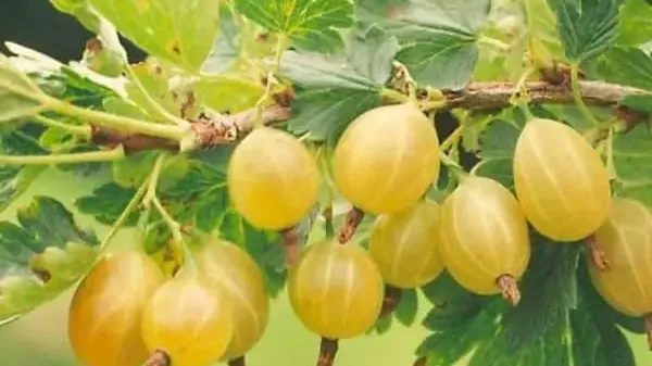 Lettische Stachelbeeren: Analyse der Sorten Kuršu Dzintars, Rita und Maija | Blog