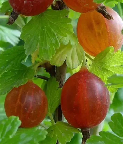 Stachelbeere (Ribes uva-crispa) MAŠENKA