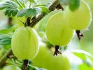 Egreš (Grossularia uva-crispa) MUCURINES - Tutifruti SK