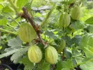 Stachelbeere (Grossularia uva-crispa) Pushkinskij - Tutifruti SK