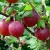 Gooseberries