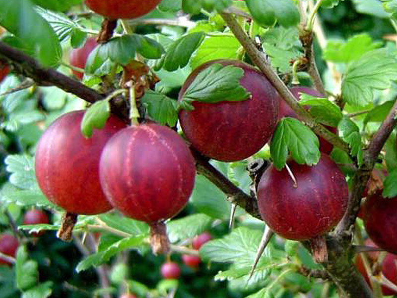 Stachelbeere (Grossularia uva-crispa) HINNONMAKI RED (baum)