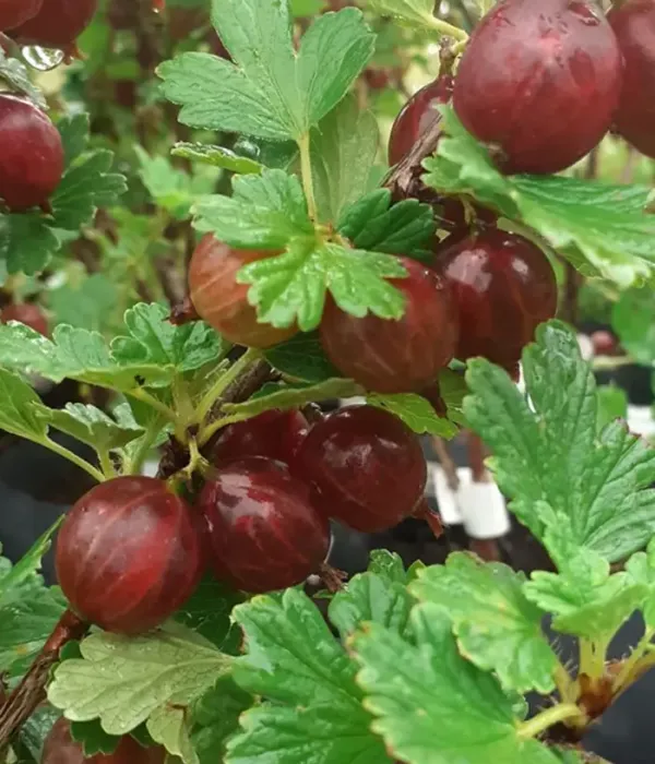 Gooseberry (Grossularia uva-crispa) ZVIEDRU SARKANĀ