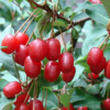 Goumi Beeren (elaeagnus multiflora) 