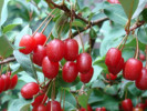 Goumi Beeren (elaeagnus multiflora) 