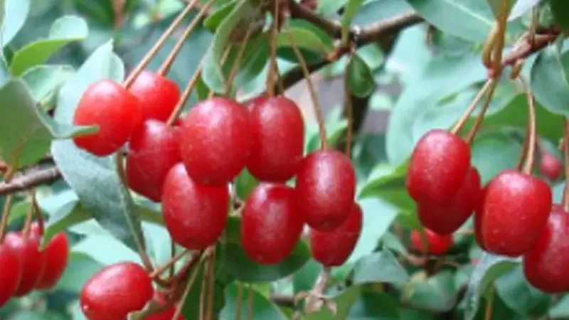 Ölweide (Elaeagnus): Ein Leitfaden zur Botanik und chemischen Zusammensetzung (Teil 1)