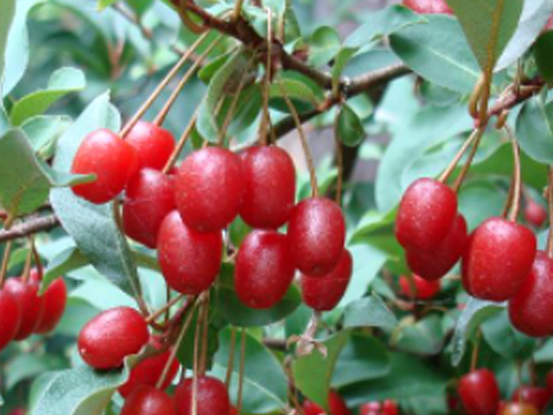 Goumi Beeren (elaeagnus multiflora) 