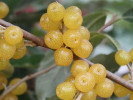 Ölweide (elaeagnus umbellata) POINTILLA FORTUNELLA