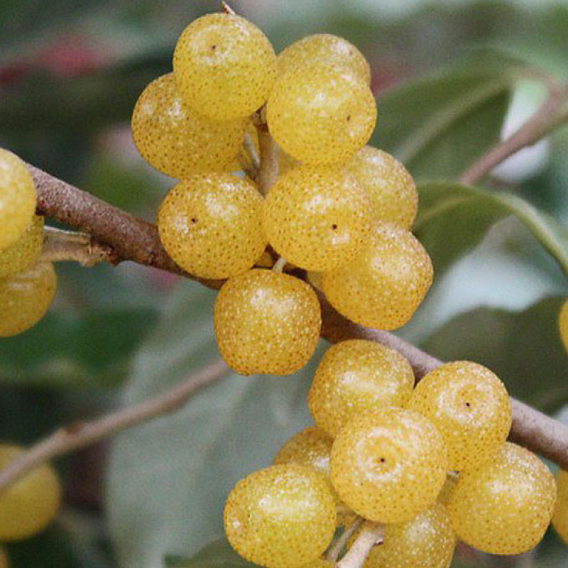 Ölweide (elaeagnus umbellata) POINTILLA FORTUNELLA