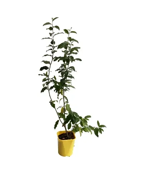 Oleaster (elaeagnus umbellata) POINTILLA FORTUNELLA