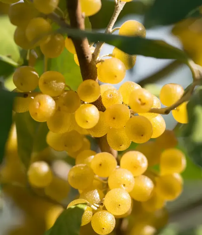 Hlošina okolíkatá (Elaeagnus umbellata) POINTILLA® AMBER®
