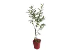 Ölweide (elaeagnus umbellata) POINTILLA SWEETNSOUR® - Tutifruti SK