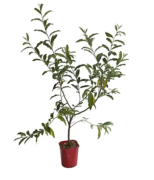 Red Oleaster (elaeagnus umbellata) POINTILLA AMOROSO - Tutifruti SK