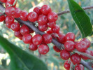 Rote Ölweide (elaeagnus umbellata) POINTILLA AMOROSO