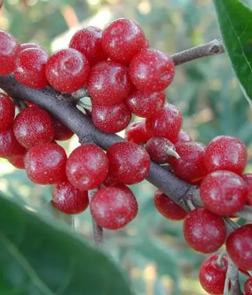 Red Oleaster (elaeagnus umbellata) POINTILLA AMOROSO - Tutifruti SK