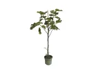 Bio Figovník (Ficus carica) BORNHOLM - Tutifruti SK