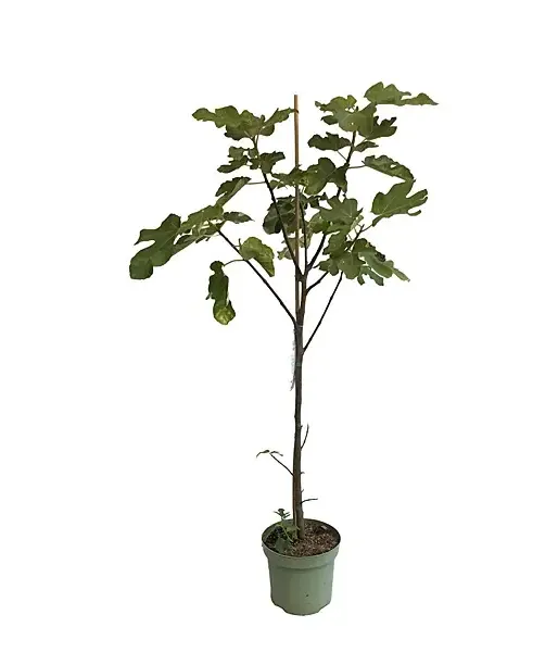 Bio Figovník (Ficus carica) BORNHOLM - Tutifruti SK