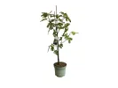 Bio Figovník (Ficus carica) BROWN TURKEY - Tutifruti SK