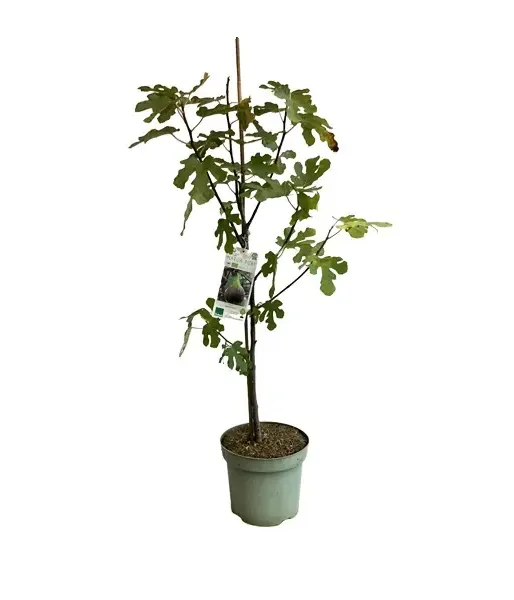 Bio Figovník (Ficus carica) BROWN TURKEY